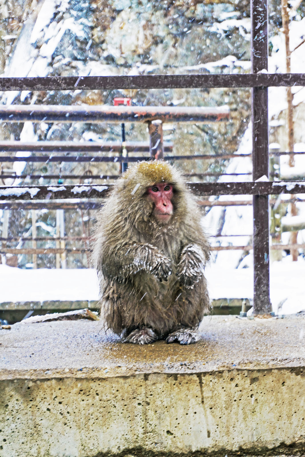 Japan snow monkeys