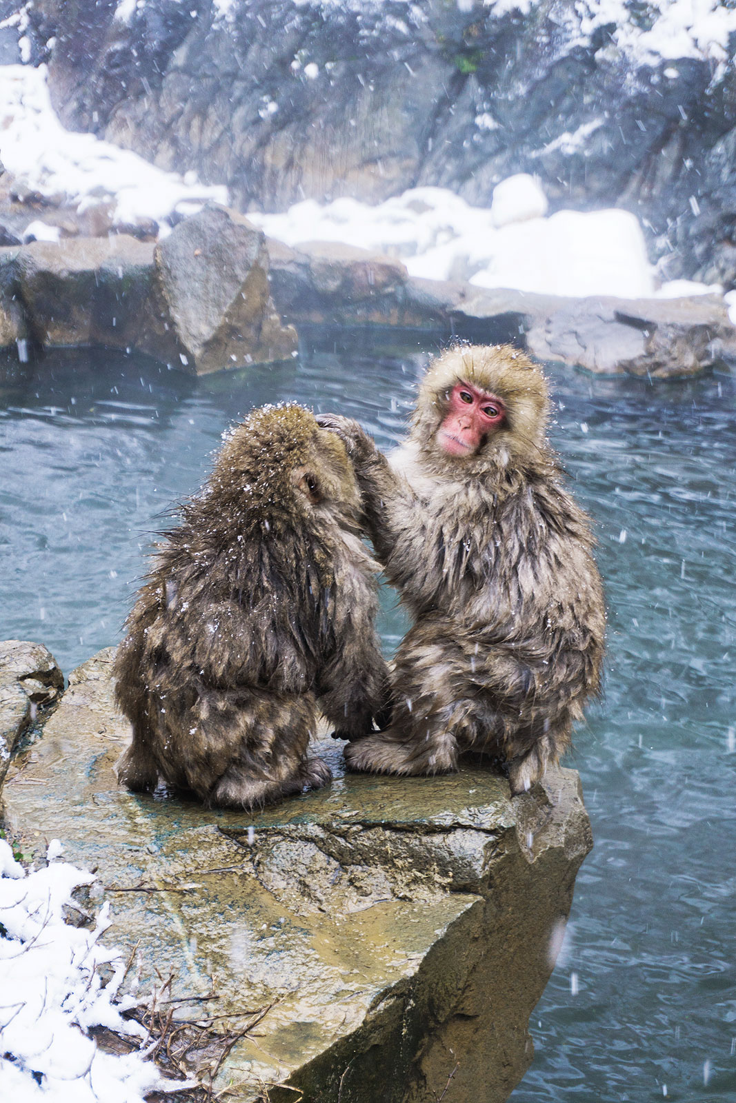 Japan snow monkeys