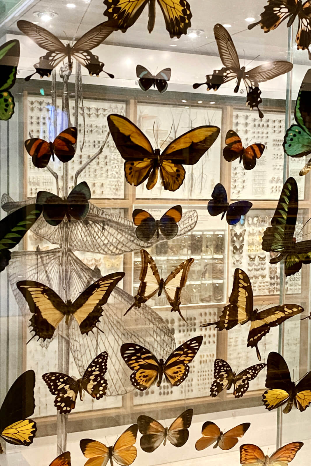 Melbourne Museum butterflies