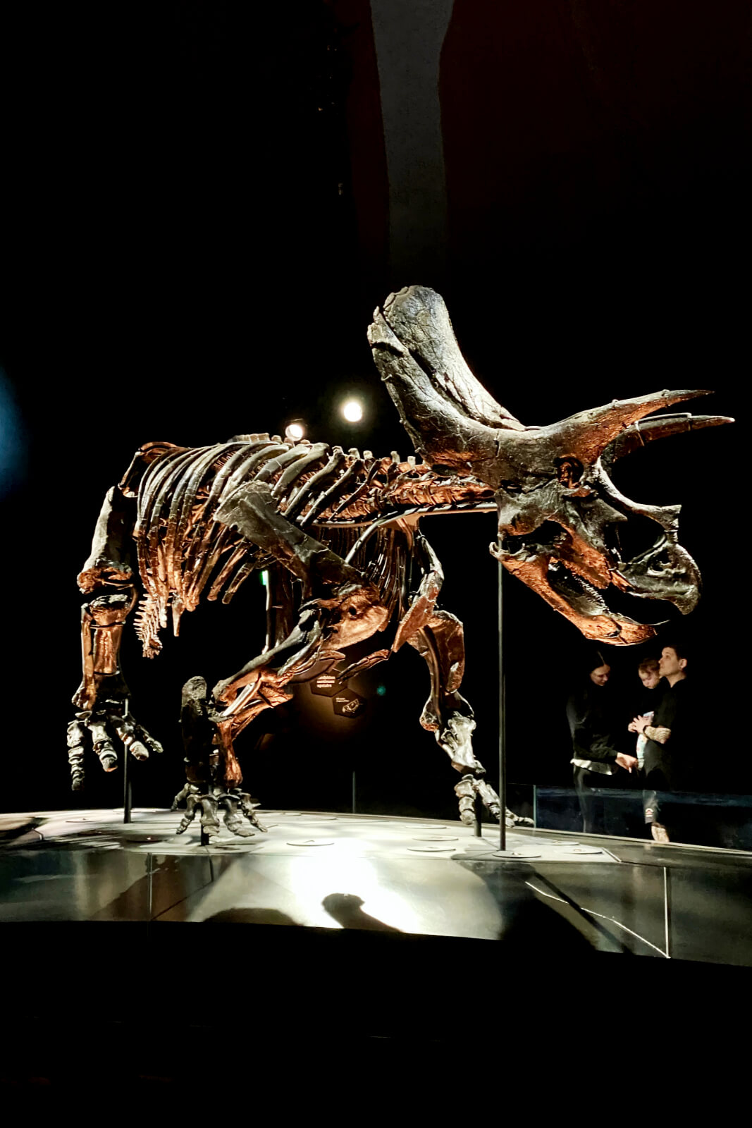 Melbourne Museum triceratops skeleton